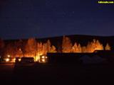 Yellow Leaves in Chena Night