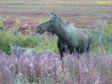 Moose in th North Slope